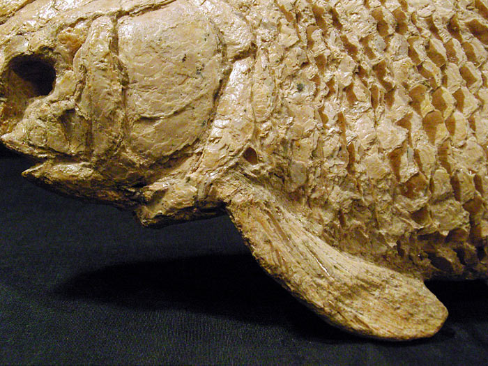 Fisch aus der Santana Formation, Brasilien