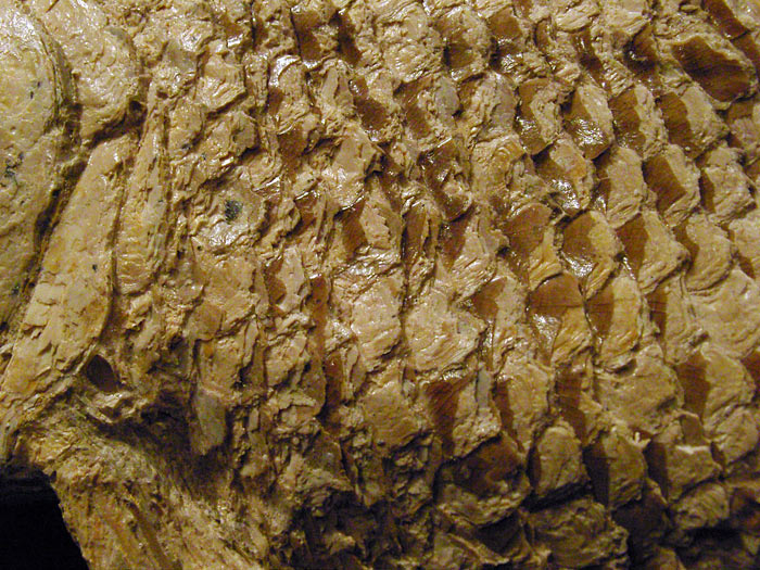 Fisch aus der Santana Formation, Brasilien