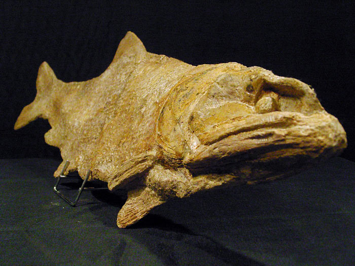 Fisch aus der Santana Formation, Brasilien