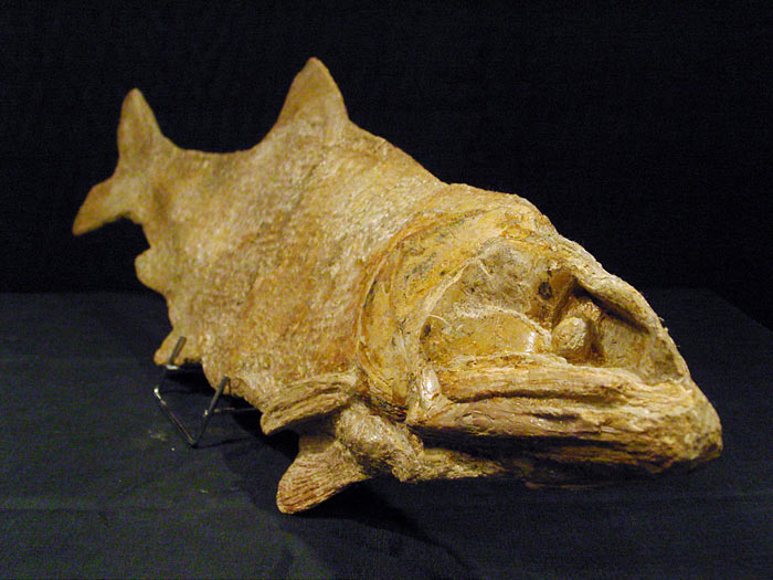 Fisch aus der Santana Formation, Brasilien