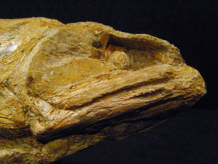 Fisch aus der Santana Formation, Brasilien