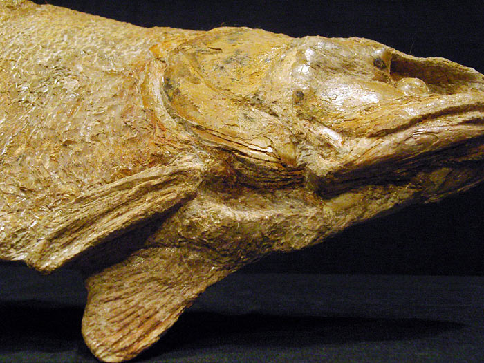 Fisch aus der Santana Formation, Brasilien