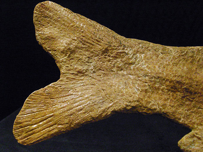 Fisch aus der Santana Formation, Brasilien