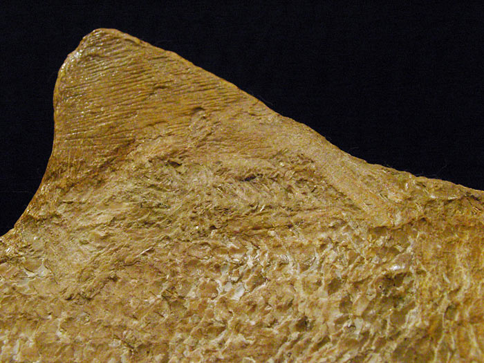 Fisch aus der Santana Formation, Brasilien