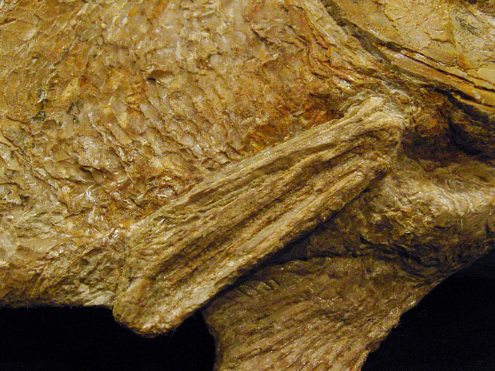 Fisch aus der Santana Formation, Brasilien