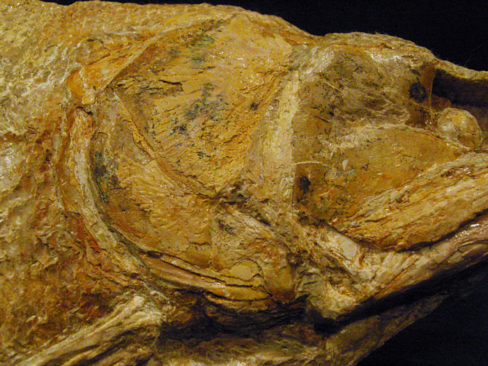 Fisch aus der Santana Formation, Brasilien