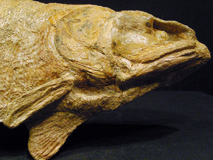 Fisch aus der Santana Formation, Brasilien