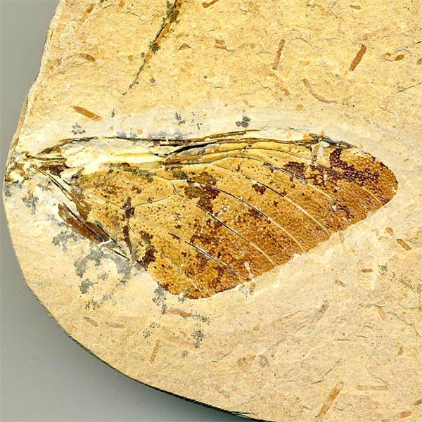 Insekten aus der Santana-Formation
