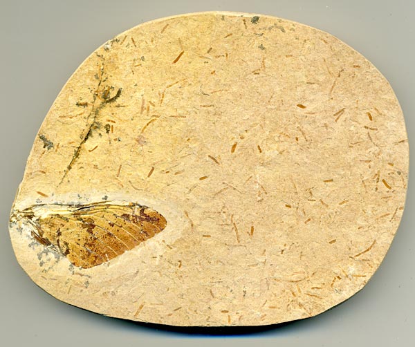 Insekten aus der Santana-Formation