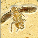 Insekten aus der Santana Formation