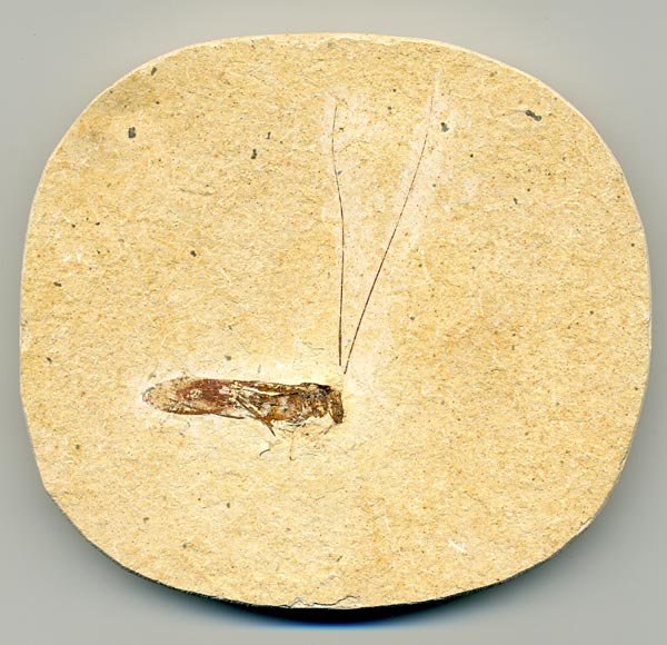 Insekten aus der Santana-Formation