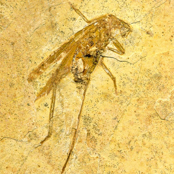 Insekten aus der Santana-Formation