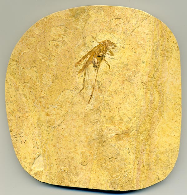 Insekten aus der Santana-Formation