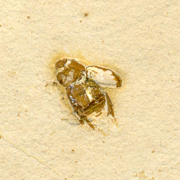 Insekten aus der Santana-Formation