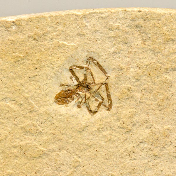 Insekten aus der Santana-Formation