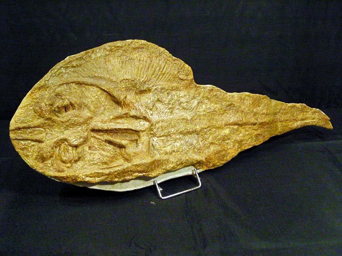 Fisch in Geode aus Brasilien