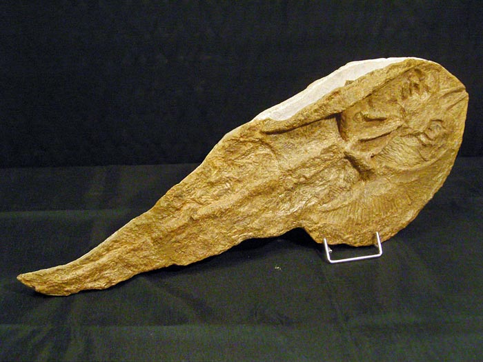 Fisch in Geode aus Brasilien