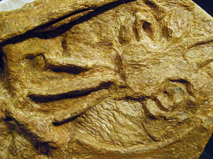 Fisch in Geode aus Brasilien