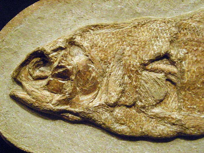 Fisch in Geode aus Brasilien