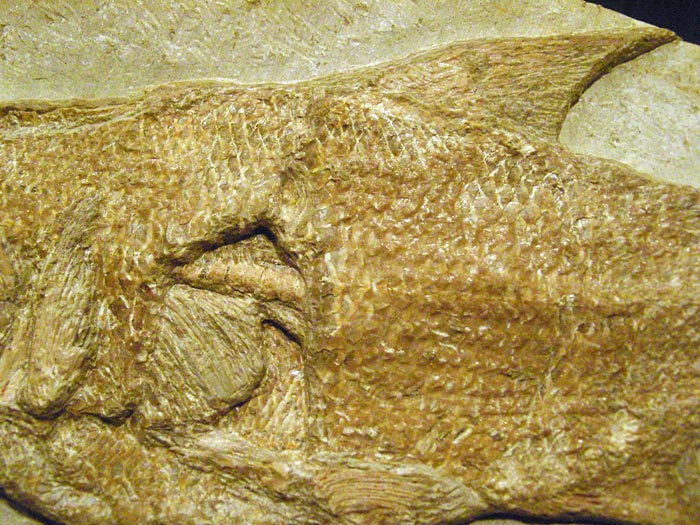 Fisch in Geode aus Brasilien