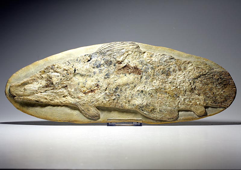 Fisch in Geode aus Brasilien