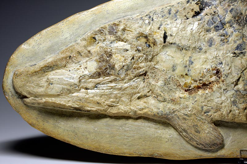 Fisch in Geode aus Brasilien