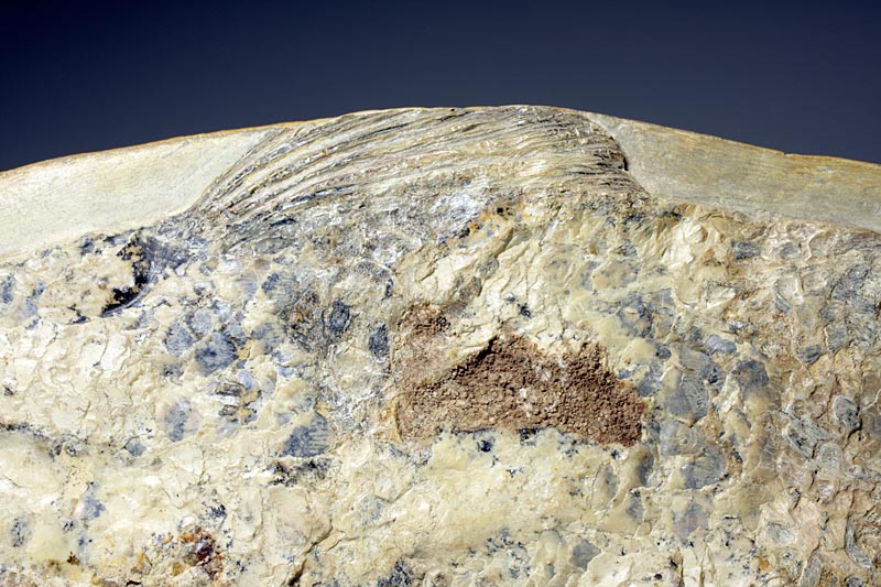 Fisch in Geode aus Brasilien