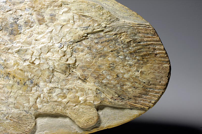 Fisch in Geode aus Brasilien