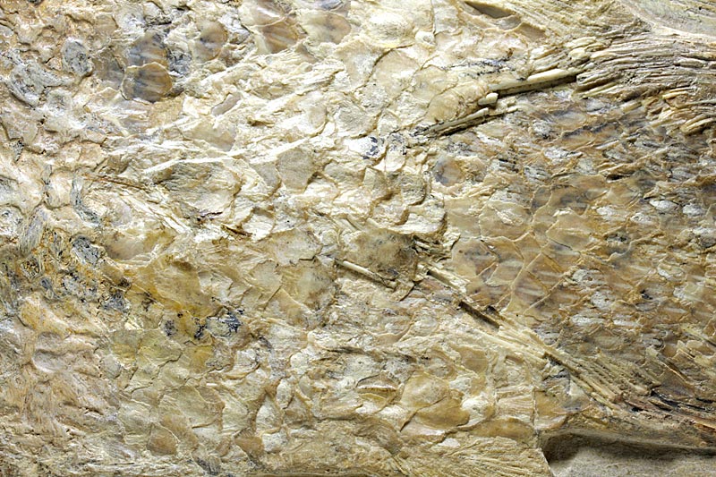 Fisch in Geode aus Brasilien