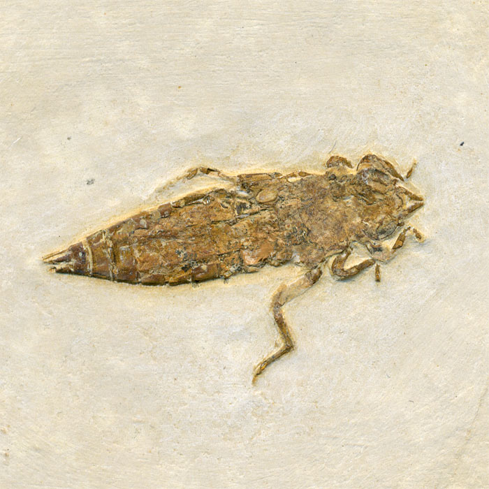 Insekten aus der Santana-Formation