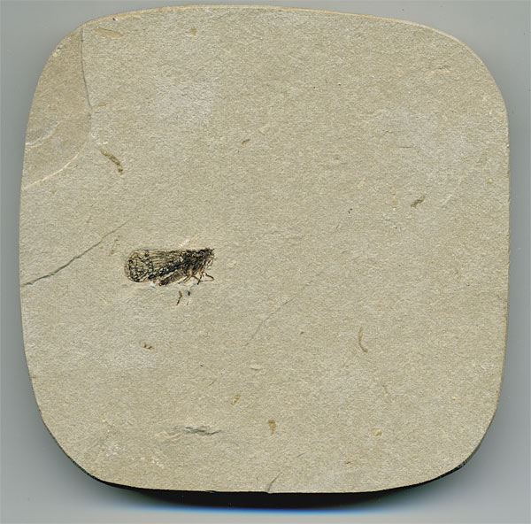 Insekten aus der Santana-Formation