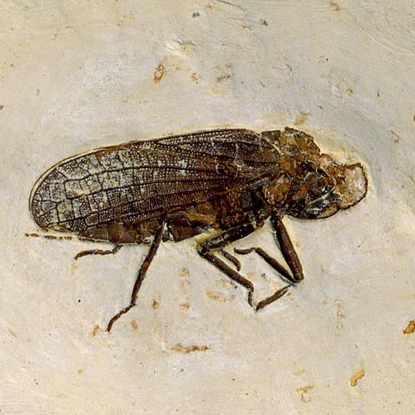 Insekten aus der Santana-Formation