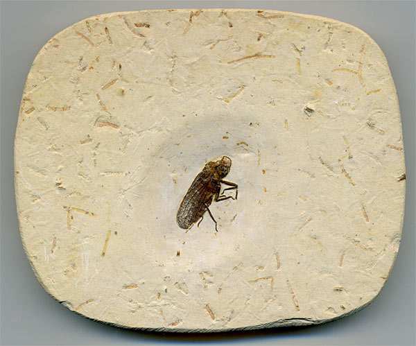 Insekten aus der Santana-Formation