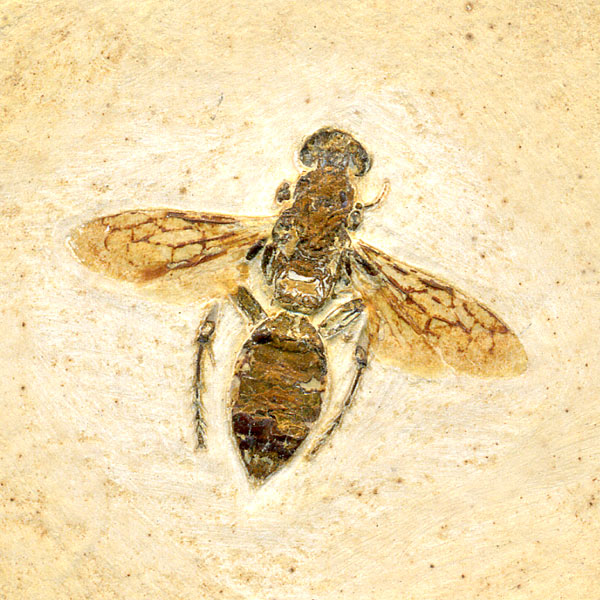 Insekten aus der Santana-Formation