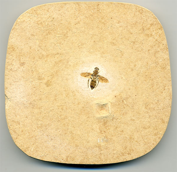 Insekten aus der Santana-Formation
