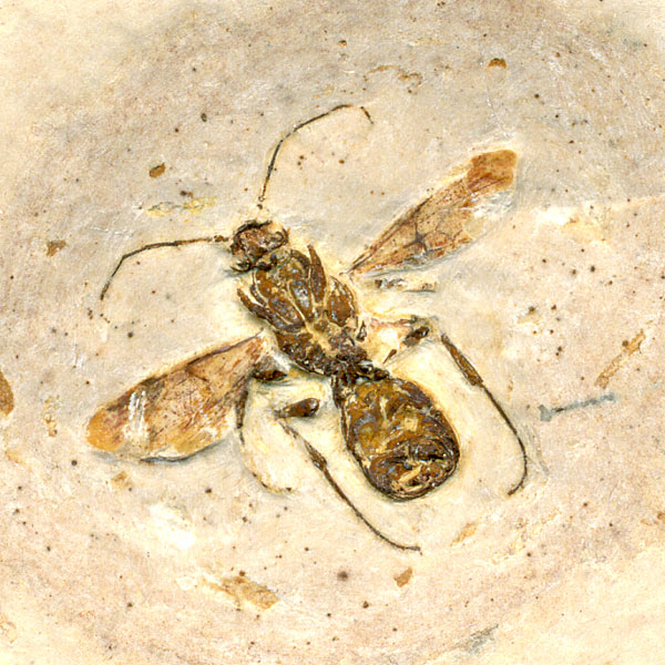 Insekten aus der Santana-Formation