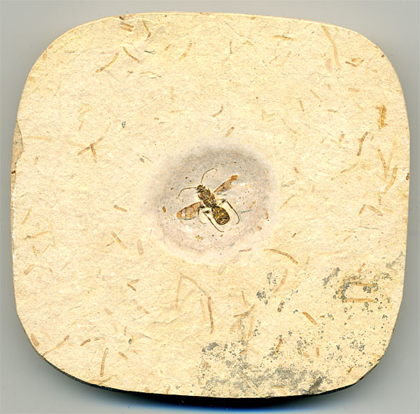 Insekten aus der Santana-Formation