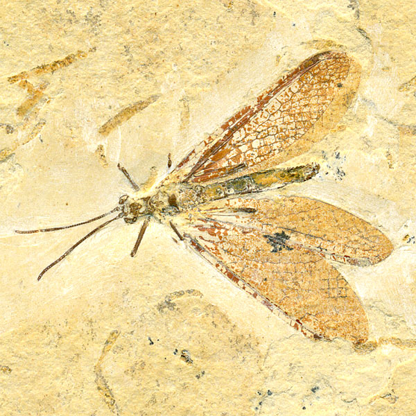 Insekten aus der Santana-Formation