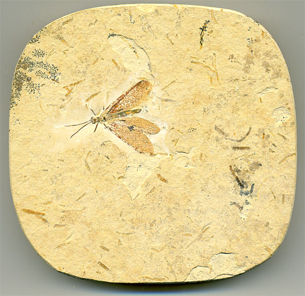 Insekten aus der Santana-Formation