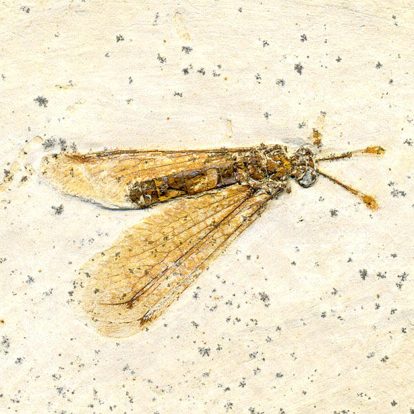 Insekten aus der Santana-Formation