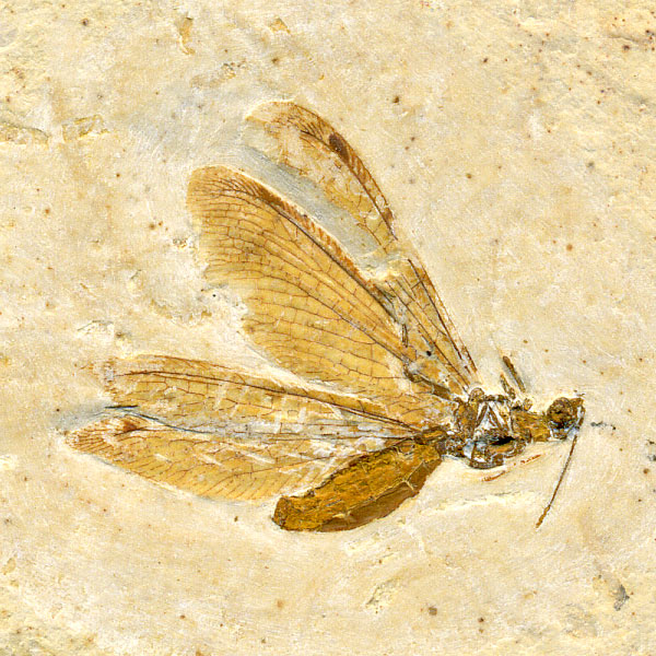 Insekten aus der Santana-Formation