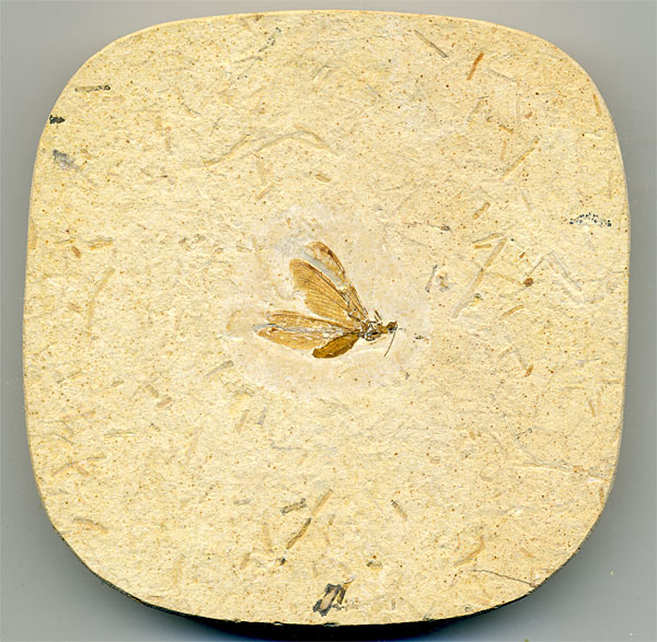Insekten aus der Santana-Formation