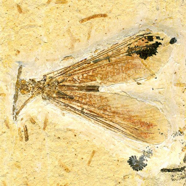Insekten aus der Santana-Formation