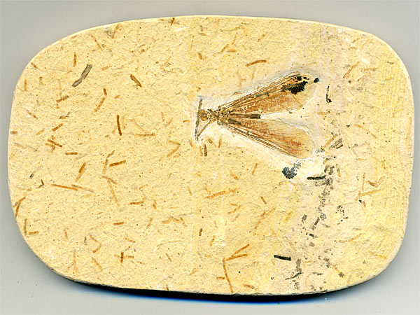 Insekten aus der Santana-Formation