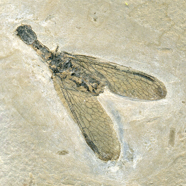 Insekten aus der Santana-Formation