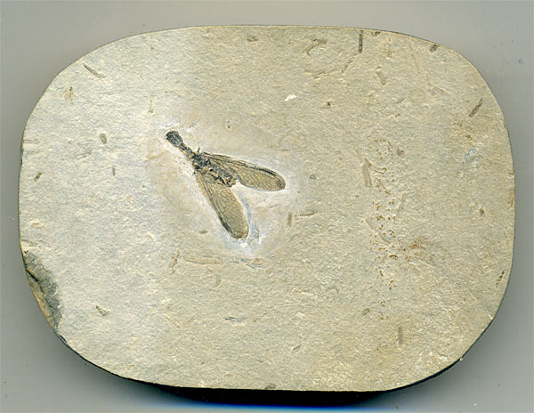 Insekten aus der Santana-Formation