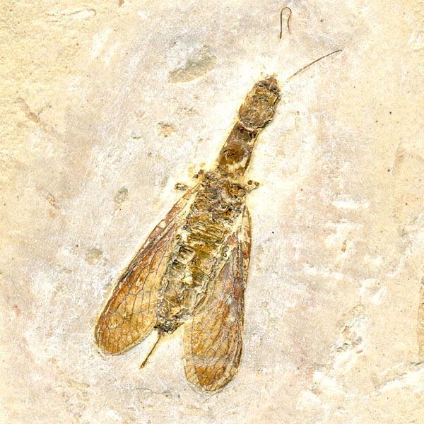 Insekten aus der Santana-Formation