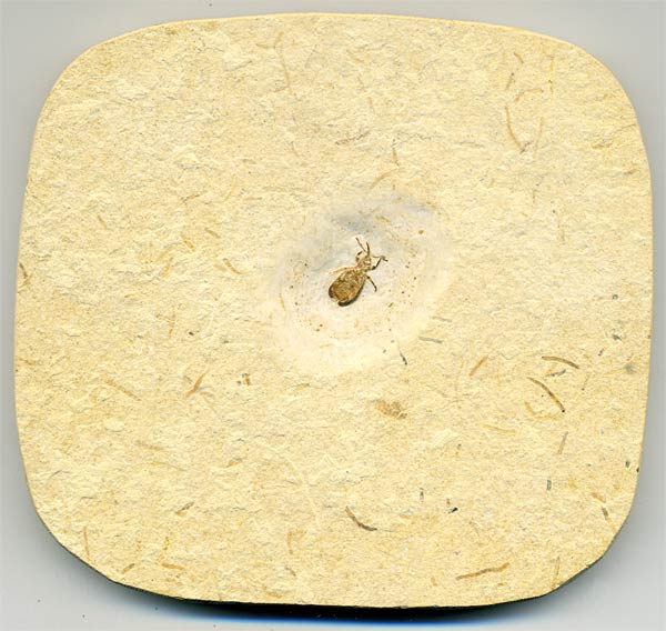 Insekten aus der Santana-Formation