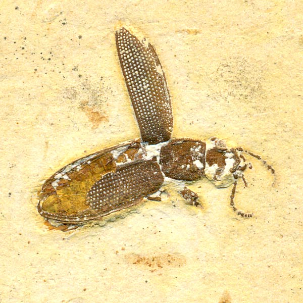 Insekten aus der Santana-Formation