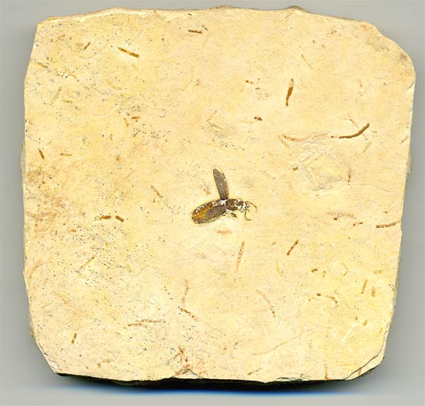 Insekten aus der Santana-Formation